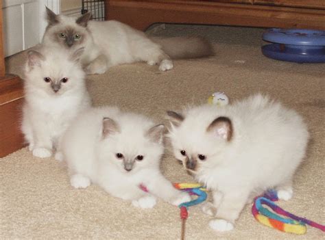 Cat Lucky: Birman Cat Breed