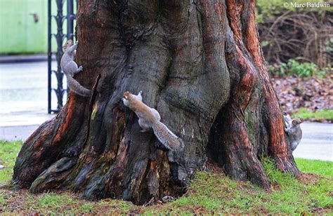 Squirrel Breeding Biology - Courtship & Mating Chase | Wildlife Online