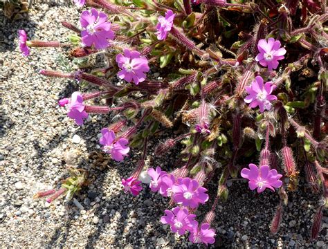 Flower Gallery :: Caryophyllaceae :: P1000260