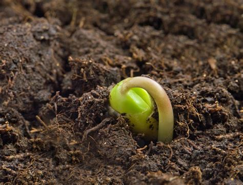 Seed and Seedling Failure Troubleshooting -- Harvest to Table