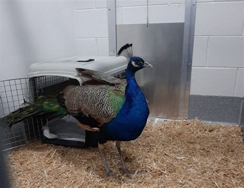 Guelph Humane Society seeks owner of wandering peacock ...