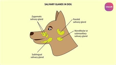 Surgical affections of Salivary glands - Fistula, Mucocele & Ranula