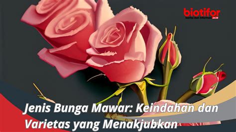 Jenis Bunga Mawar Keindahan dan Varietas yang Menakjubkan