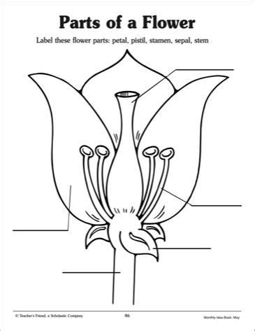 Parts Of A Flower Diagram Worksheet