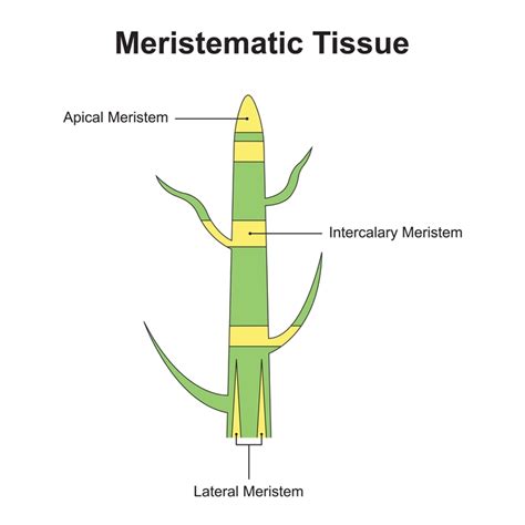 Plant tissue vs Animal tissue - 88Guru