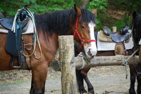 Best & Fun Horseback Riding in Gatlinburg, Pigeon Forge TN Area | GreatSmokyMountainsCabins