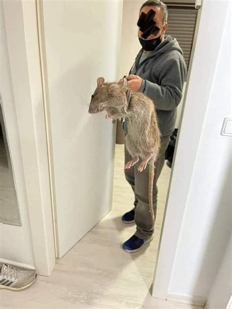 Giant rat?? : r/confusing_perspective