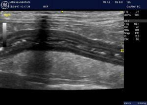 Acute haemorrhagic diarrhoea syndrome (AHDS) in dogs: possible ...