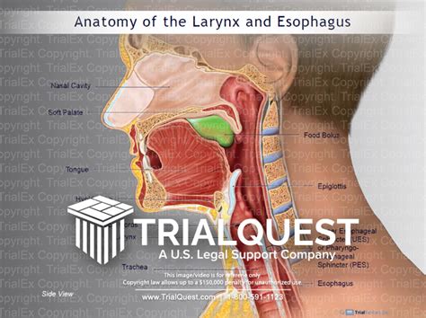 Anatomy of the Larynx and Esophagus - TrialQuest Inc.