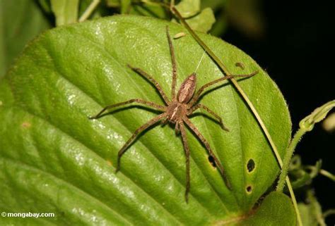 Large Malaysian jungle spider