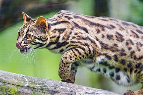 10 Legal Small Exotic Cats That Are Kept As Pets | PetHelpful