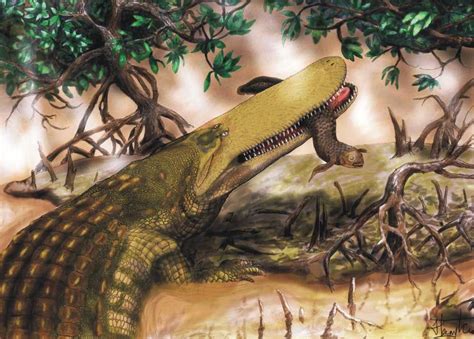 Ancient Monster Croc Sported Shield on Skull | Live Science