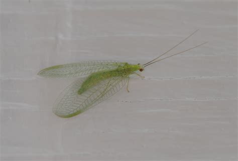 Green lacewings | Yakima County | Washington State University