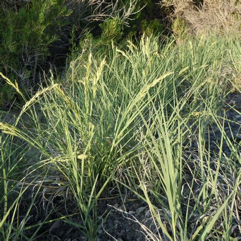 Inland Saltgrass - Disticlis spicata - Great Basin Seeds