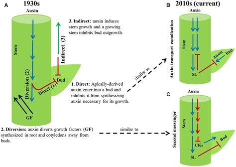 Frontiers | A Growing Stem Inhibits Bud Outgrowth – The Overlooked ...