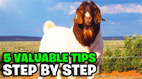 5 feeding tips for goats - Boer goat fam - YouTube