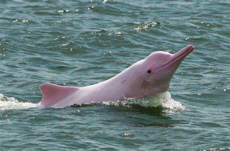 Wildlife And Animals Along The Three Gorges & Yangtze River