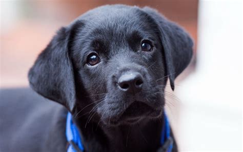 Cute Black Lab Puppies Wallpapers on WallpaperDog