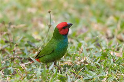 Fiji parrotfinch - Alchetron, The Free Social Encyclopedia