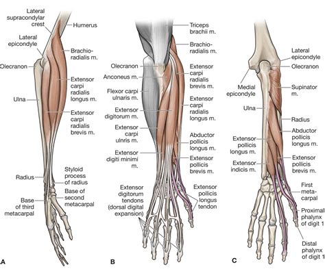 The Forearm, Wrist, and Hand | Musculoskeletal Key