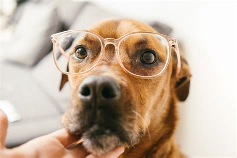 How to take care of your dog's eye health - PetSecure