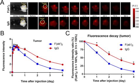 In vivo fluorescence imaging. | Download Scientific Diagram