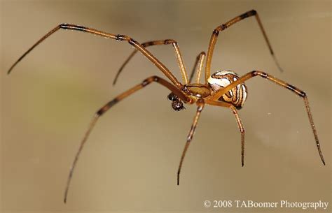 Male Western Black Widow Spider - Latrodectus hesperus - BugGuide.Net