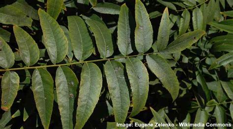 Walnut Trees Identification Guide (With Pictures): Leaves, Bark, Types