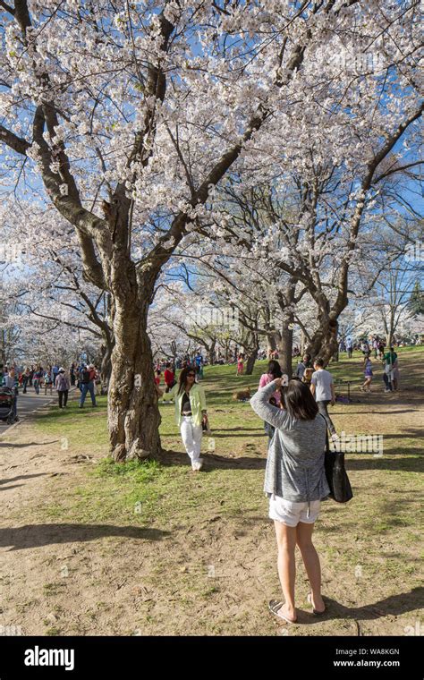 High Park Cherry Blossoms Stock Photo - Alamy