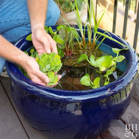 Make Water Garden Maintenance Easier with These Must-Know Tips | Small water gardens, Water ...