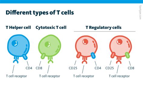 T cell function & lipid metabolism - Lipotype GmbH