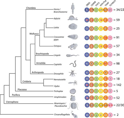 Frontiers | Transposon-derived transcription factors across metazoans