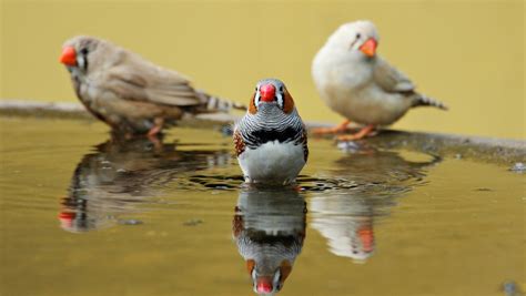 Fotos gratis : pájaro, ala, fauna silvestre, naranja, pico, aves, vertebrado, botella de agua ...