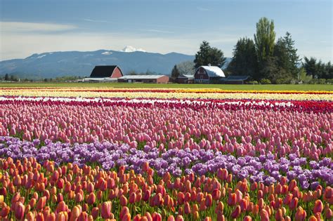 4 Best tulip festivals across the globe