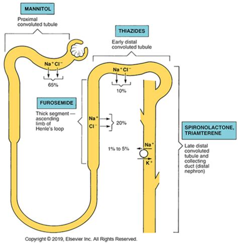 Fluid, electrolyte, acid-base, diuretics pharm Flashcards | Quizlet