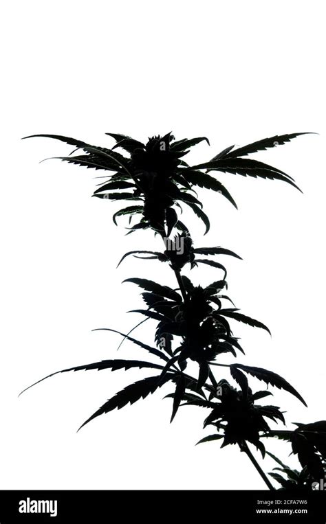 Weed Plant Silhouette