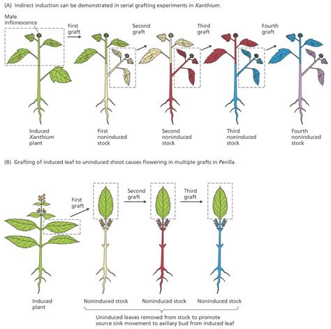 PLANT PHYSIOLOGY EXPERIMENTS EBOOK DOWNLOAD : Me Recommends