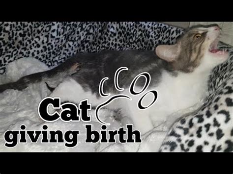 CAT GIVING BIRTH. THE 3 STAGES OF CAT BIRTH. ASMR STYLE. - YouTube