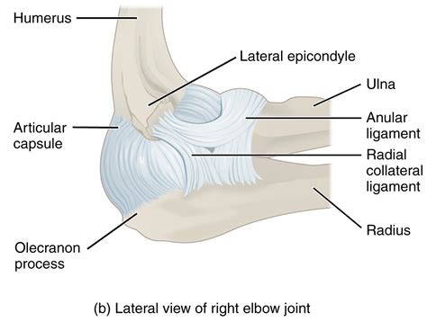 Elbow Joint Ligaments Model