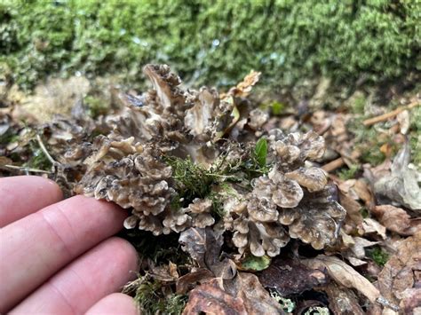 Hen of the Woods – Identification, Edibility, Distribution, Medicinal Uses, Ecology, Sustainable ...