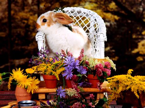 Easter bunny wallpapers HD | Download Free backgrounds