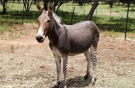 Zonkey - Description, Habitat, Image, Diet, and Interesting Facts