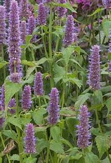 Giant Hyssop Plant Care