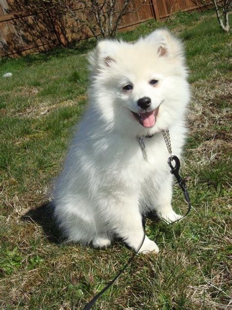 Miniature American Eskimo Pomeranian Mix For Sale - Pets Lovers