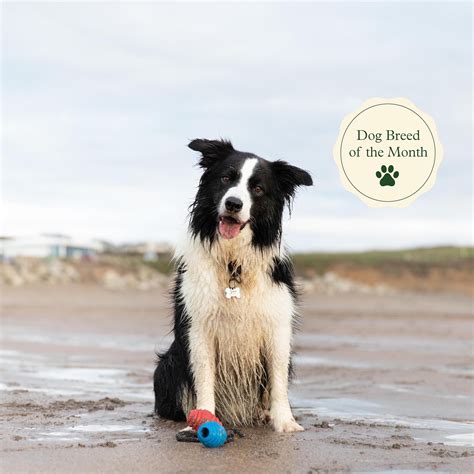 Unique Characteristics Of Border Collies - https://bordercolliedude.com/