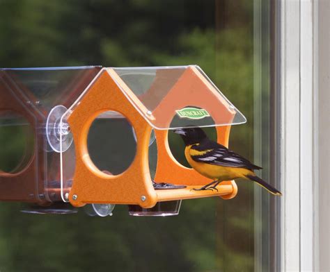 Oriole Bird Feeders Tips | Birdcage Design Ideas