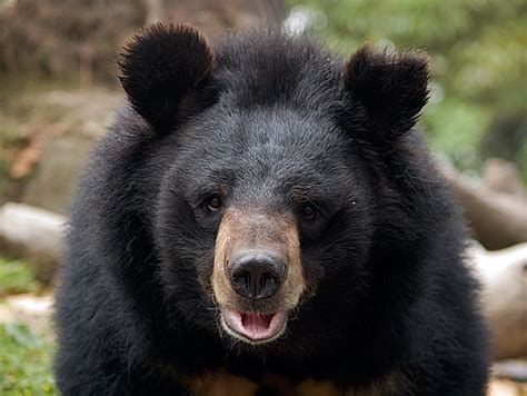 arDarjeeling3bear1AA | Himalayan black bear up close | dave stamboulis ...