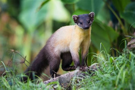 Nilgiri marten (Martes gwatkinsii) is the only species of marten found in southern India ...