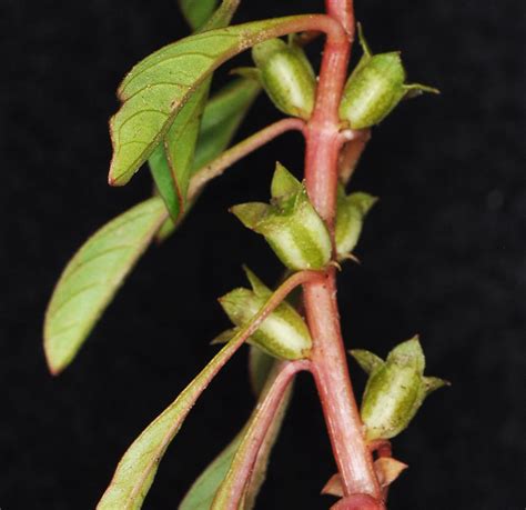 Ludwigia palustris – Flora of Eastern Washington and Adjacent Idaho