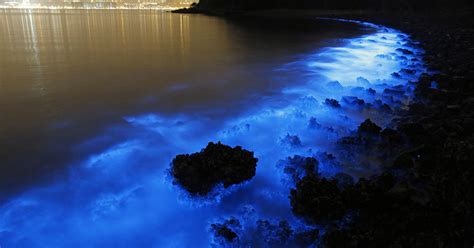 Bioluminescent Plankton Glow In Bloom On The Shores Of Hong Kong | Bored Panda